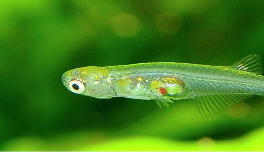 اكتشاف سمكة شفافة بدماغ صغير في ميانمار