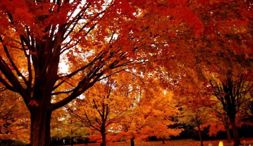 لماذا يتغير لون أوراق الأشجار في الخريف؟