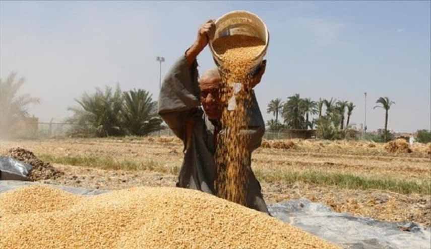 احتياطي مصر من القمح.. كم مدة يسد حاجاتها؟