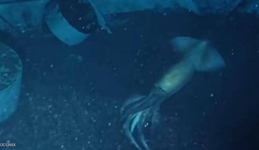 العثور على مخلوق غريب في البحر الأحمر