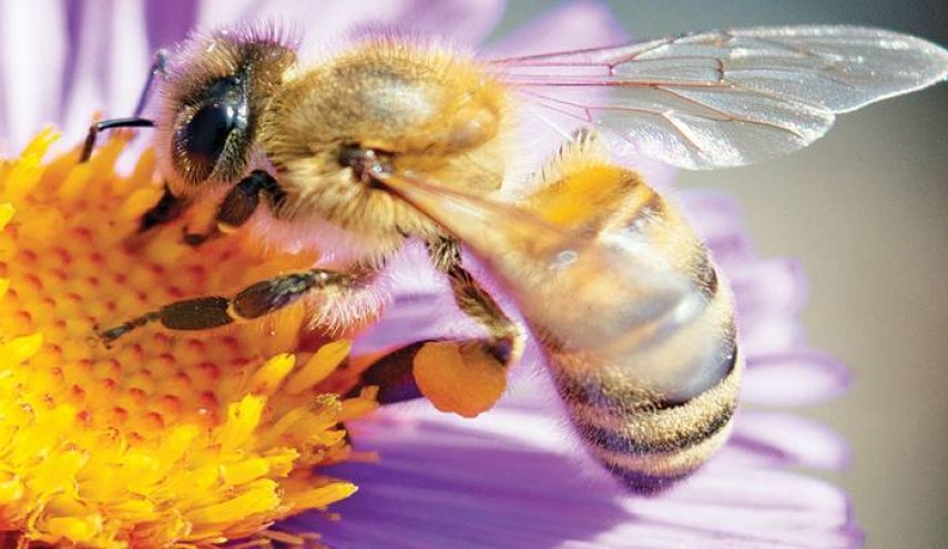 دراسة :سم النحل ومكونه النشط يحفزان تأثير علاج سرطان الكبد ويقللان مضاره