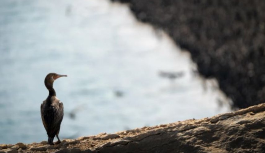 بالصور..لقطات مذهلة لأسراب طيور تغزو أحد شواطئ عمان