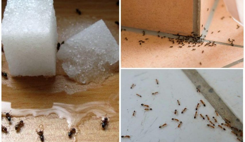 تعرف على اسهل طريقة للقضاء على النمل في مطبخك