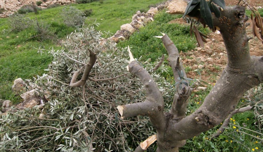 الاحتلال يقتلع 130 شجرة لوزيات مثمرة شمالي الخليل