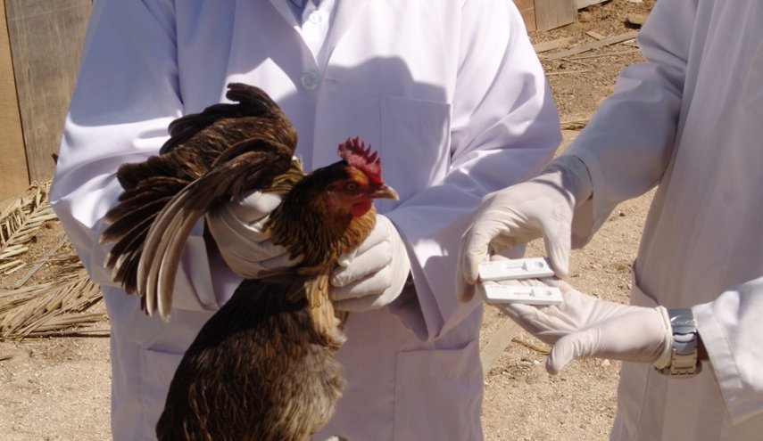 بؤرة جديدة لإنفلونزا الطيور باليابان وإعدام 40 ألف دجاجة