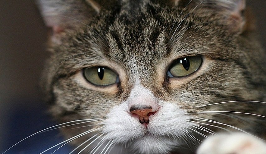 هل تعلم القطط تستخدم الإشارات الصوتية لتحديد موقع مالكها؟