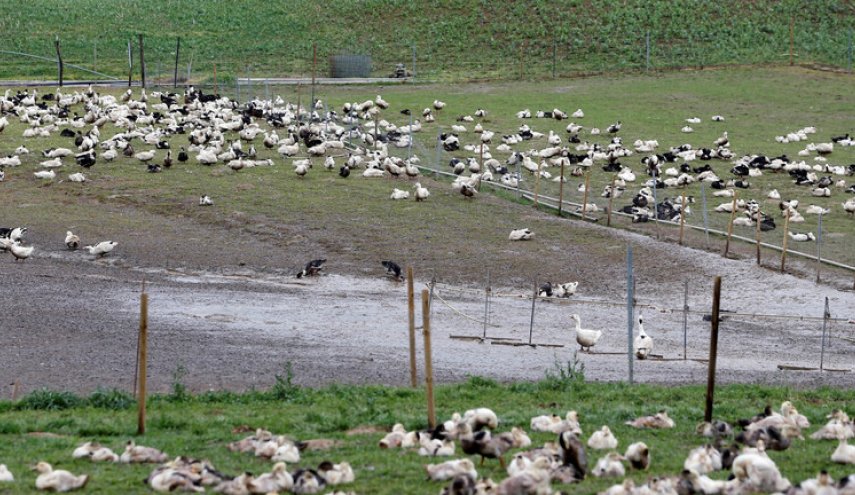 فرنسا تعلن اكتشاف أول بؤرة لإنفلونزا الطيور في مزرعة بشمال البلاد