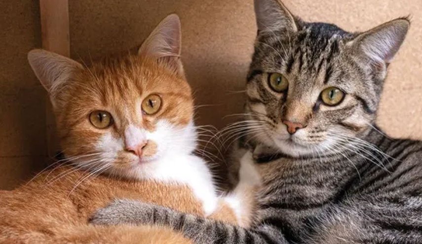 العثور على 100 قطة متوفية بمنزل في فرنسا