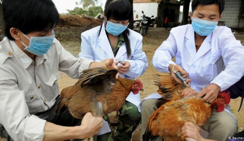 الصين تعلن رصد حالة إصابة بانفلونزا الطيور 'H5N6'