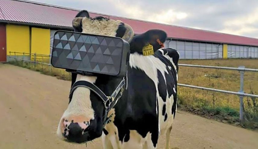 مزارع تركي يلبس أبقاره نظارات واقع افتراضي لتحسين إنتاج الألبان