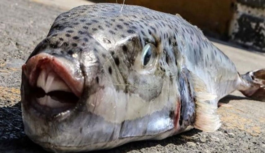 تحذير : ظهور 'سمكة سامة' في سواحل القالة الجزائرية
