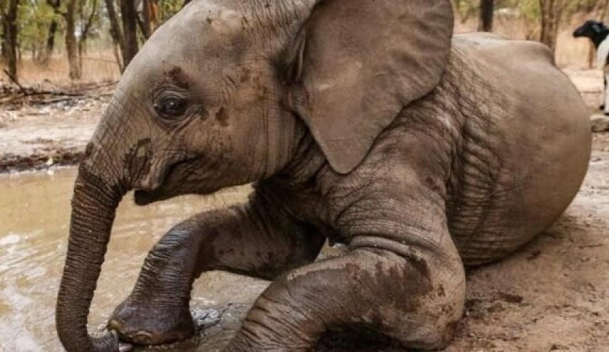 مصرع سائح سعودي في أوغندا بعد دهسه من قبل فيل