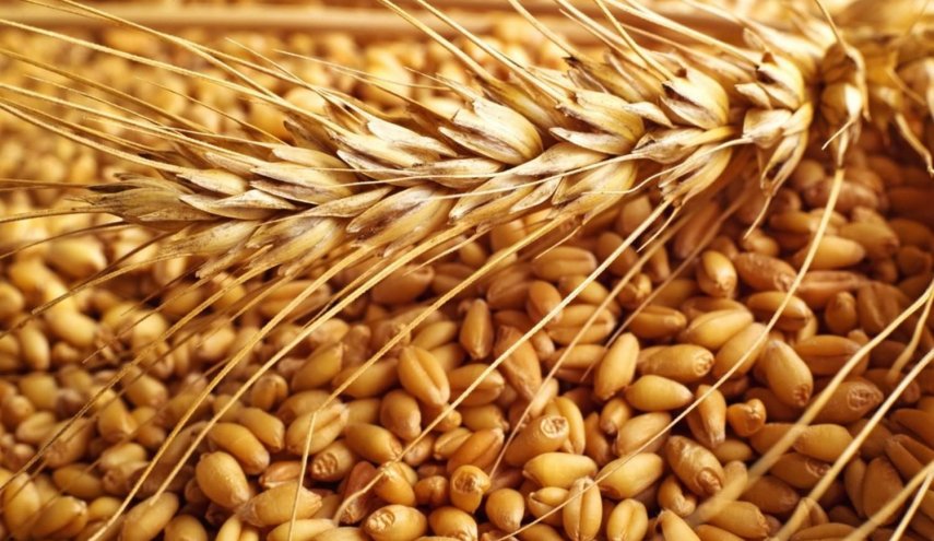 الجزائر تؤكد امتلاكها مخزون كاف من الحبوب لنهاية العام