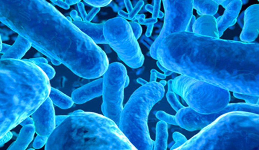 اكتشاف أكبر بكتيريا في العالم …ترى بالعين المجردة