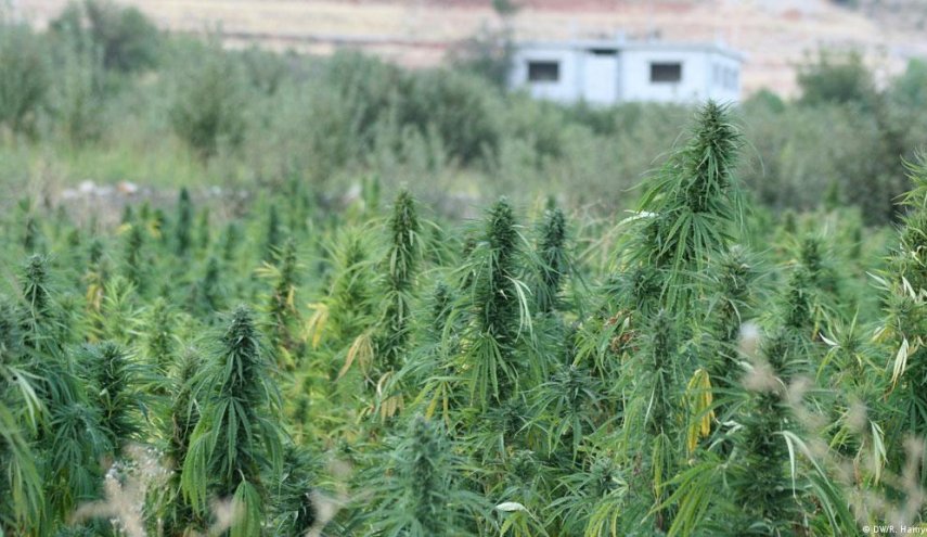 أفغانستان.. طالبان تحظر زراعة القنب والإتجار بالمخدرات في كافة أنحاء البلاد