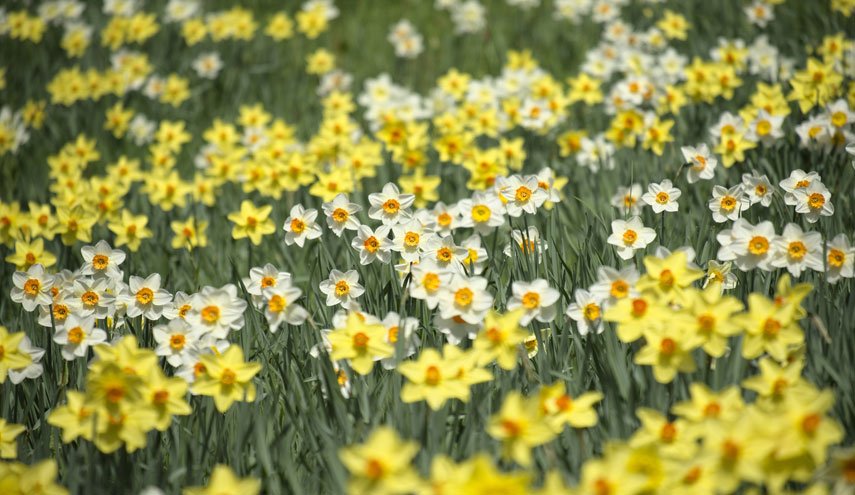 أزهار النرجس قد تكون مفتاح مكافحة مرض ألزهايمر