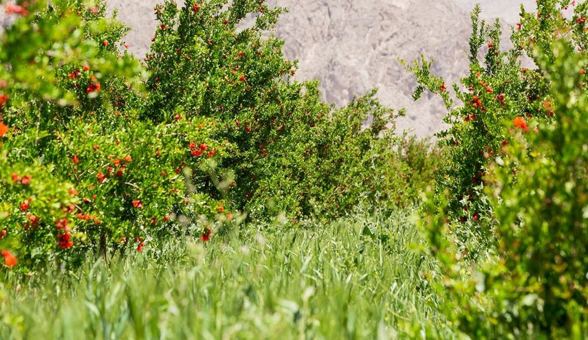 شاهد: حصاد زهور شجرة كلنار  بمدينة ارسنجان جنوب ايران