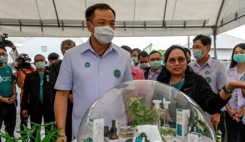تايلاند توزع مليون نبتة قنب له تأثير مخدر مجانا على السكان
