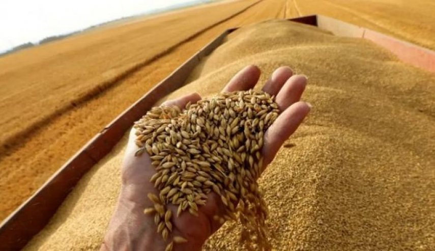 الهند تحظر تصدير القمح اعتبارا من اليوم