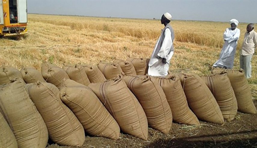 السودان..جهود لتعزيز مخزون الحبوب