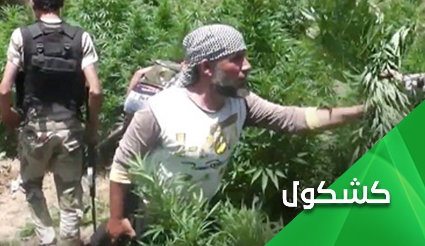 'النصرة' .. زراعة وتجارة الموت شمال غرب سوريا