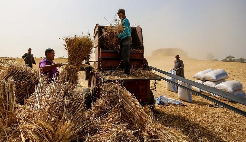 الأزمة الأوكرانية تدفع تونس للتعويل على إنتاجها المحلي من القمح الصلب