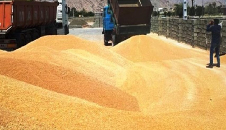الزراعة الايرانية: مشتريات القمح المحلي لامست 7 ملايين طن