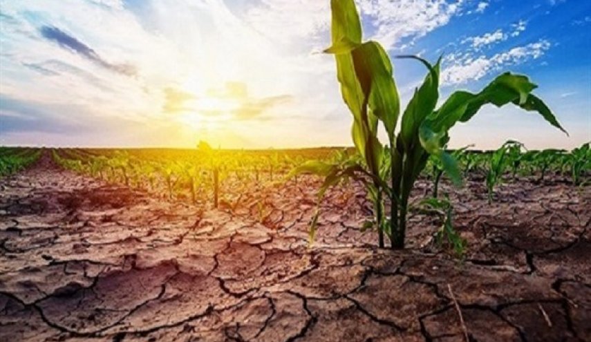 بحران آب در انگلیس محصولات کشاورزی را به خطر انداخت