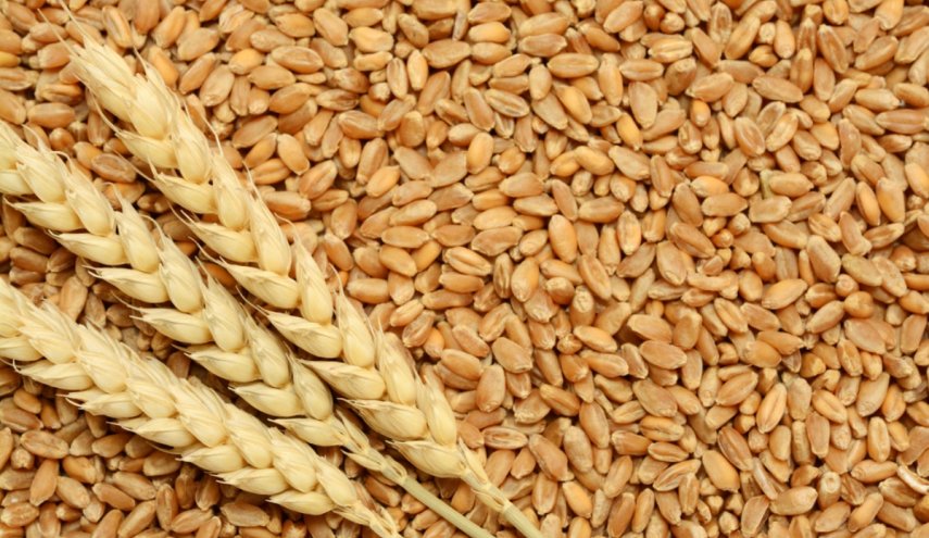 الزراعة الايرانية: نتجه نحو الاكتفاء الذاتي المستدام بانتاج القمح
