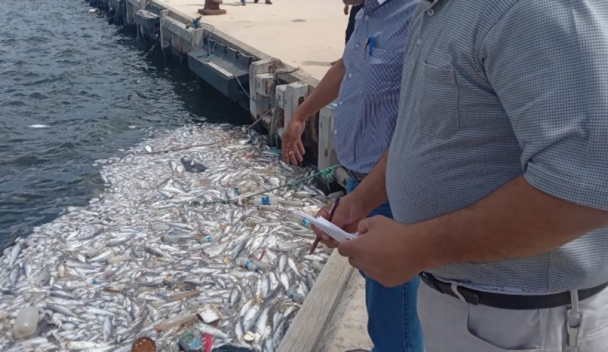 ليبيا.. تكرار نفوق الأسماك يؤشر إلى تزايد التلوث البحري

