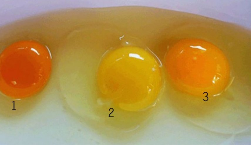 هذا ما يمكن أن يخبرك به صفار البيض حول صحة الدجاج