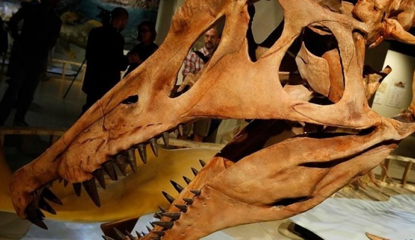 جمجمة لتيرانوصور قد تحقق عشرين مليون دولار في مزاد 