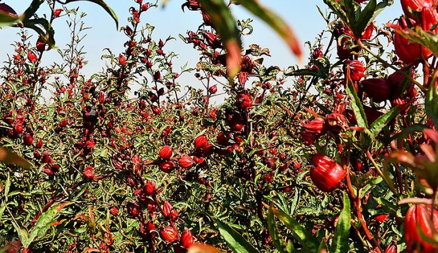 شاهد بالصور.. موسم حصاد شاي الكركديه في مدينة كارون الإيرانية