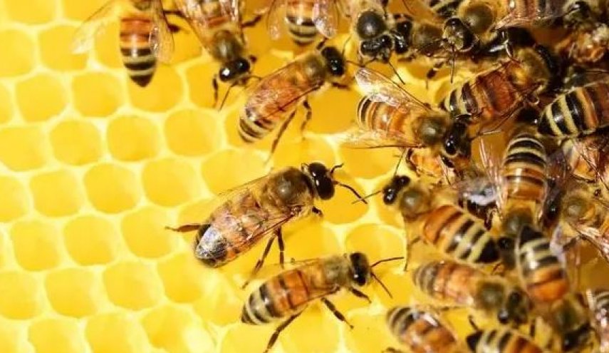 أي نوع من العسل هو الأكثر منفعة؟
