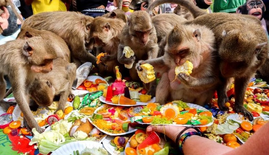 بالصور.. أضخم وليمة من المأكولات والفواكه للقردة فى تايلاند