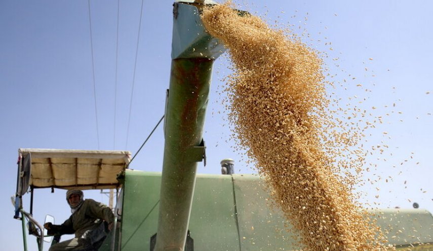 منظمة الفاو: إنتاج إيران من الحبوب یشهد نموا بنسبة 17.3%