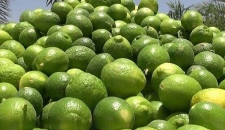 مسؤول ايراني: صادرات الليمون من جهرم إلى روسيا ترتفع لـ60 طن