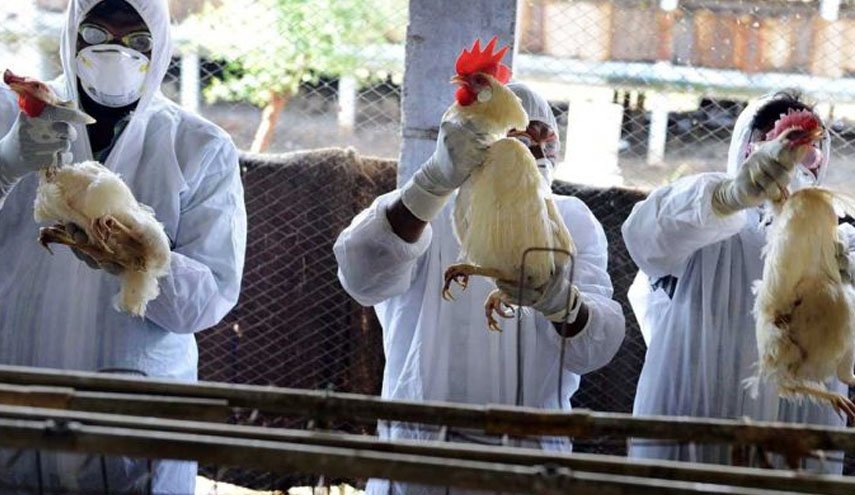 گزارش وال استریت ژورنال از خسارات آنفلوانزای مرغی در آمریکا 
