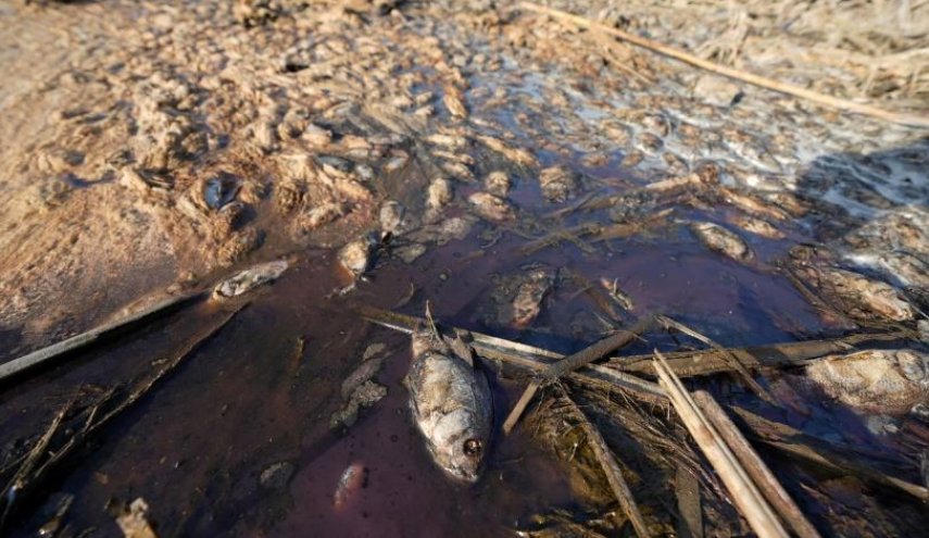 صور مؤلمة لنفوق أعداد كبيرة من الأسماك في نهر دجلة