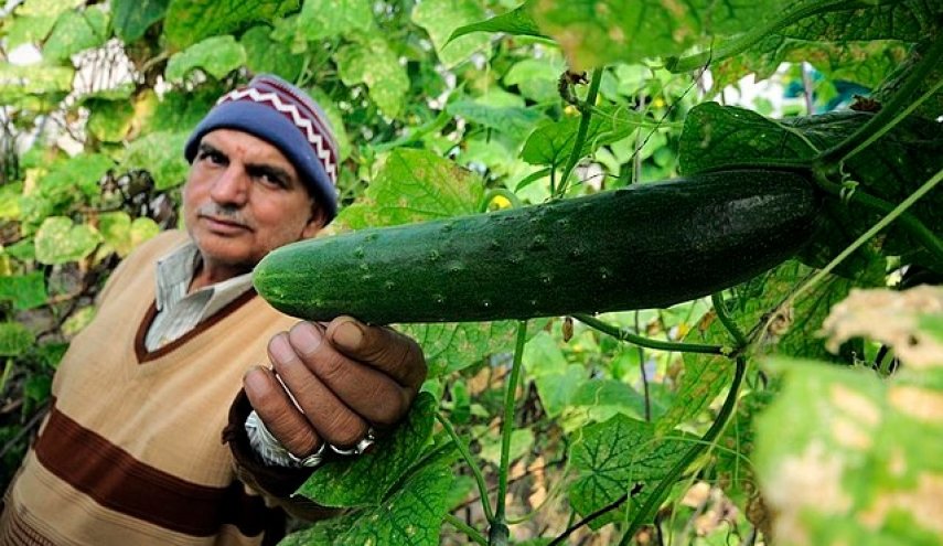 تعرف على مخاطر تناول الخيار بقشره!