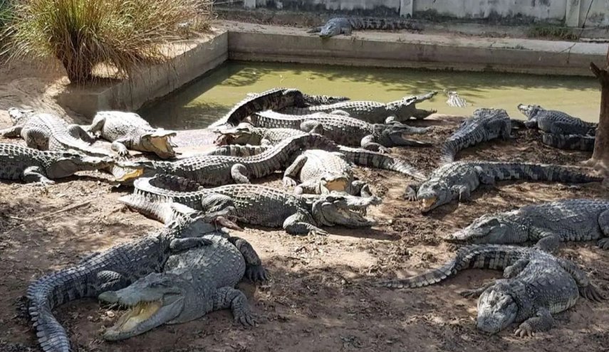 كيان الاحتلال يُعدم أكثر من 200 تمساح.. والسبب؟