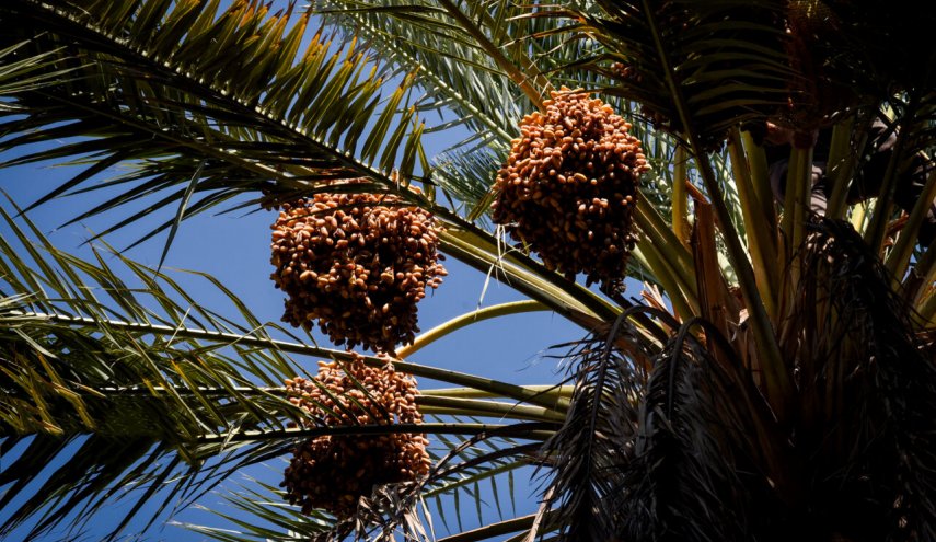 ايران اكبر مصدّر للتمور في العالم