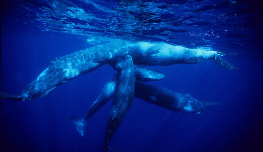 باحثون يفكون  'شفرة لغوية' للحيتان تحاكي خصائص الكلام البشري