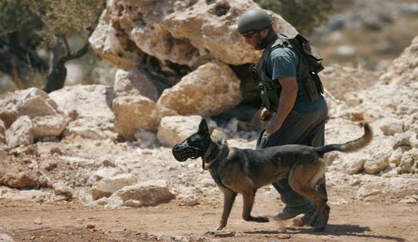  27 جنديا لجيش الاحتلال أصيبوا بداء الكلب في قاعدة عسكرية بالضفة الغربية
