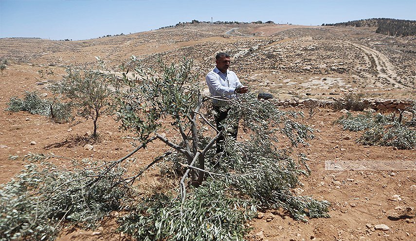 مستوطنون يقطعون عشرات أشجار الزيتون شمالي القدس المحتلة