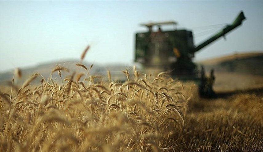 حجم تولید گندم نسبت به پارسال بیشتر شده است