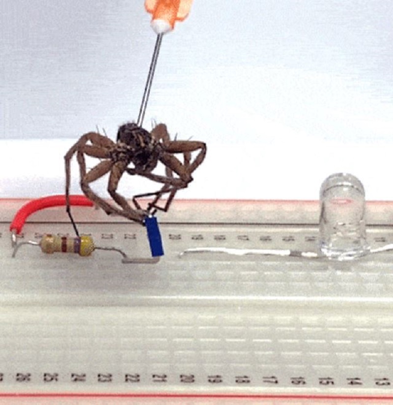 العلماء يحولون العناكب النافقة إلى "أداة آلية"!