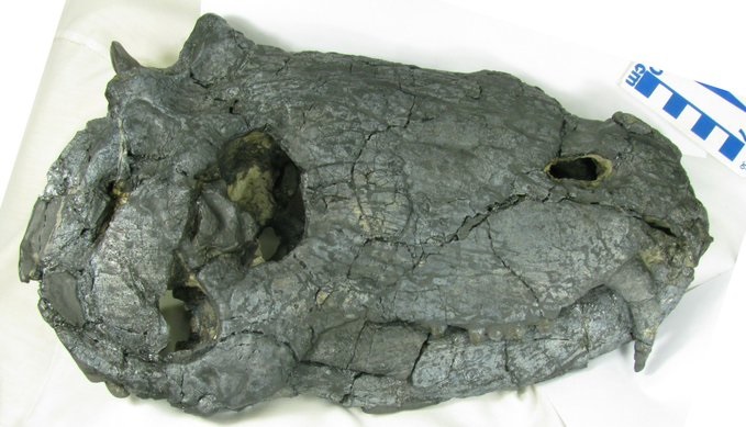 اكتشاف "وحش متعطش للدماء" عاش قبل الديناصورات بـ 40 مليون سنة 