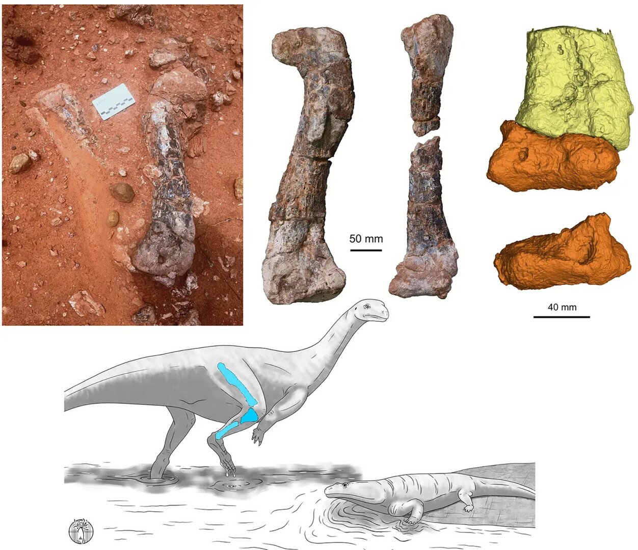 اكتشاف نوع جديد من الديناصورات في دولة إفريقية